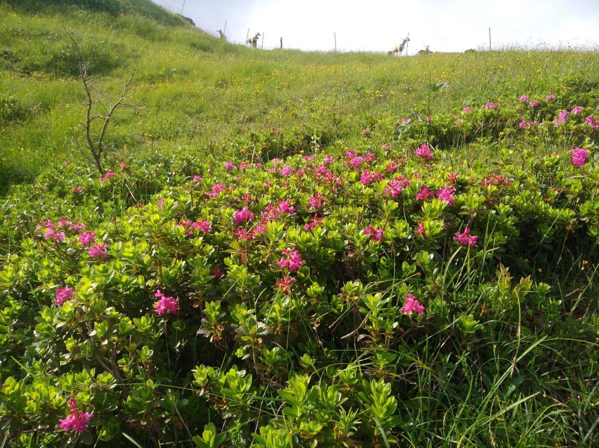 Spulhof Leilighet Abtenau Eksteriør bilde